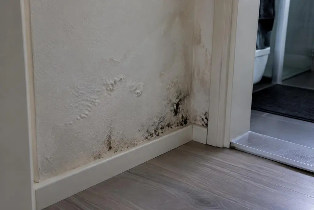 Lekdetectie Boxtel – vochtplek met schimmel op een muur